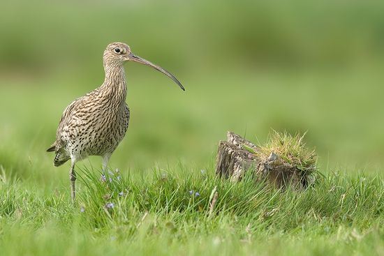 Clicks Of A Curlew